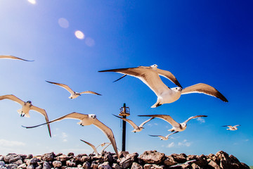 aves