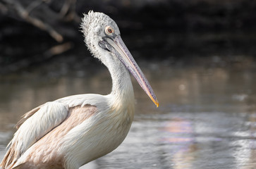 Close up Spot Billed Pelican Standing near a Swamp Isolated on Background