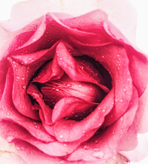 Close up Pink Rose flower with water drops on white, Valentines Day background, wedding day