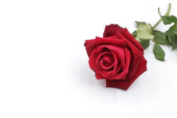 Plakat red rose isolated on white background