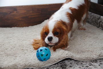 cavalier king charles spaniel lying on the floor