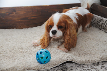 cavalier king charles spaniel in front of white background