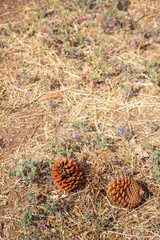 Australia Landscape Pine nuts Floor Ground