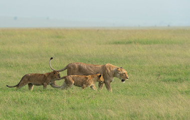 Lioness with two young cubs walking in a grass  from marsh pride seen at Masai Mara, Kenya, Africa