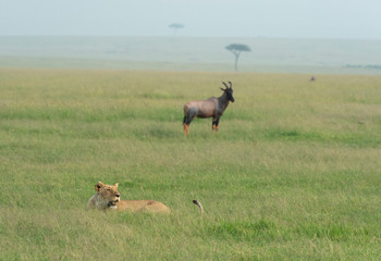 Naklejka na ściany i meble Predator(Lioness_ and Prey(Topi) in one frame seen at Masai Mara, Kenya, Africa