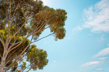 Australia Landscape Pine Tree and sky