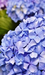 Close up of blue Hydrangea blossoms