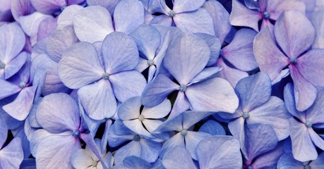 Close up of blue Hydrangea blossoms