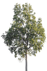 di cut tree  for background
