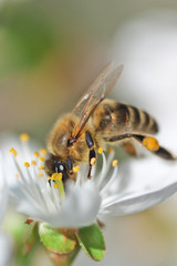 Bee on spring flower