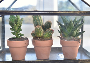 close on three little cactus behind the glass of  a greenhouse