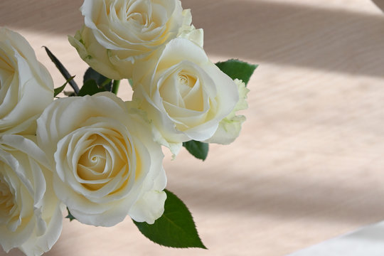 beautiful white rose flower blossom blooming in the morning day