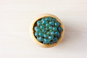 succulent plant on a wooden background