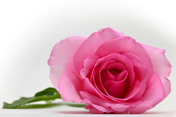 Obraz na płótnie Canvas beautiful pink rose flower blossom bud isolated on white background