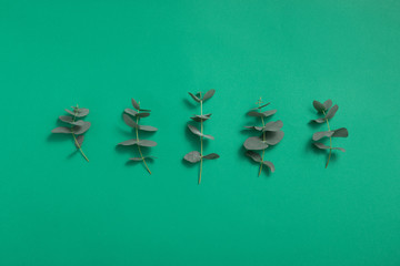 Eucalyptus leaves on green eco background. Flat lay, top view. Beauty care.