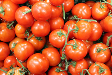  Sale of fresh vegetables. Red tomatoes on the green branches.