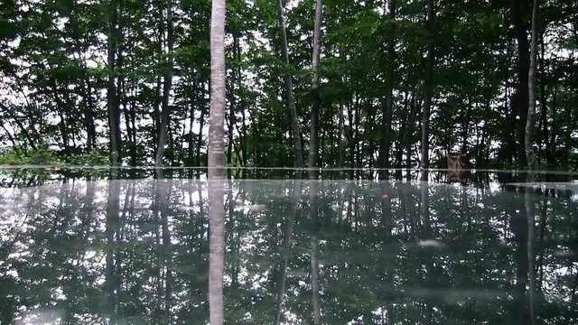 反射する森林の景色