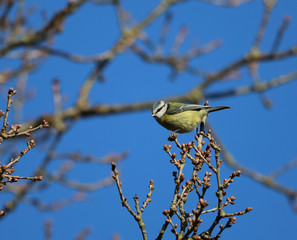 Blue Tit