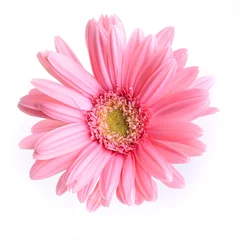 Poster roze gerbera bloeien in de lente, mooie enkele bloem geïsoleerd op een witte achtergrond © sutichak