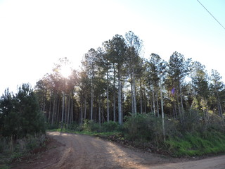 bella vista