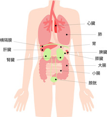 人体　名称付き内臓のイラストセット