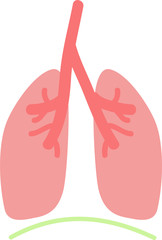 シンプルな肺と横隔膜のイラスト　内臓　/　消化器