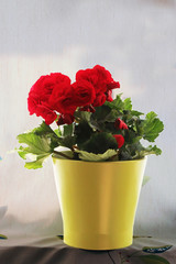 The red begonia is very delicate.