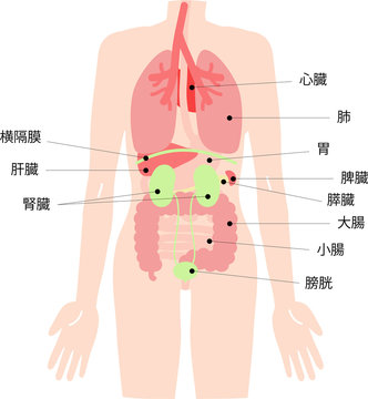 横隔膜 Images Browse 7 Stock Photos Vectors And Video Adobe Stock