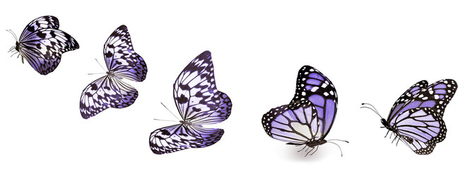 Color butterflies , isolated on white background