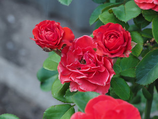 Beautiful flowers growing on the plot. Beautiful flowers, background photo macro photography