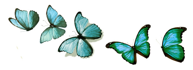 Color butterflies , isolated on white background