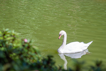Beautiful of white geese floating on small pond.