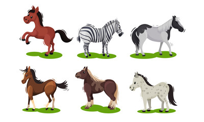 Different Horse Breeds Standing on the Ground Vector Set