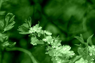 Beautiful blossoming cherry tree on a spring day. Natural background green color toned