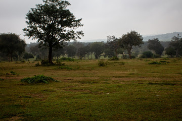 Beautiful landscape view of a foggy morning in Masinagudi, Mudumalai National Park, Tamil Nadu - Karnataka State border, India.