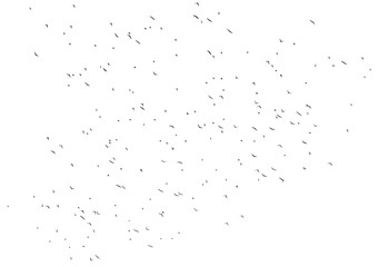 Flock of birds isolated on white background