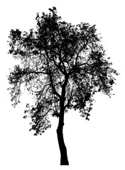 Black shadows, large trees that are completely isolated on a white background.