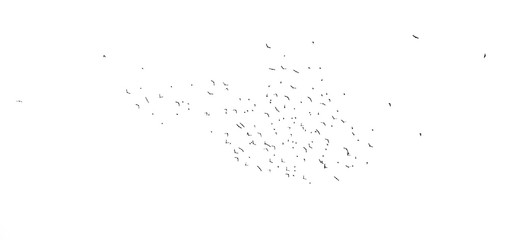 Flock of birds isolated on white background