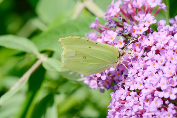 Yellow Butterfly on flower in the nature