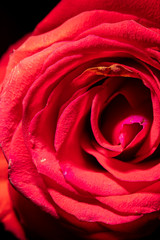Beautiful flower red rose as a background