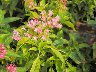 beautiful Pentas lanceolata known as Egyptian starcluster, pink flowers blossom on branches with green leaves nature blurred background.