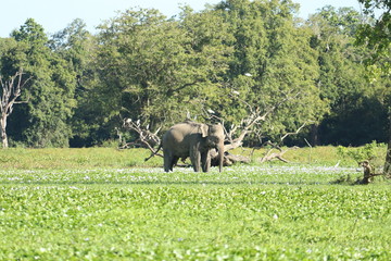 elephant in the wild