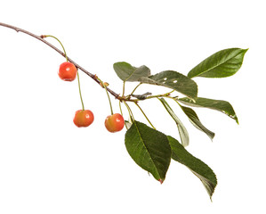 Cherry tree branch with green leaves and berries on a white isolated background. Isolate