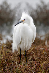 Snowy Egret adult foraging. Baylands Nature Preserve, Santa Clara County, California, USA.
