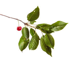 Cherry tree branch with green leaves and berries on a white isolated background. Isolate