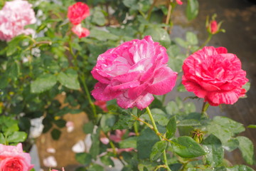 Close-up pink rose wet rain drips with green nature blurred background.