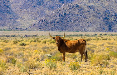 Wilder Stier in der Prärie Kalifornien