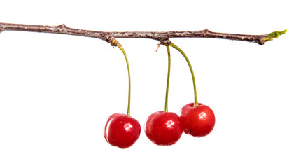 Ripe red berries of a cherry on a branch, close-up on a white isolated background. Isolate