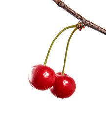 Ripe red berries of a cherry on a branch, close-up on a white isolated background. Isolate