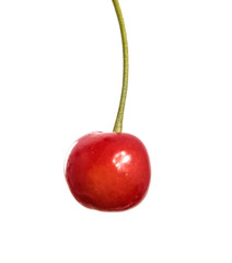 Ripe red berries of a cherry on a branch, close-up on a white isolated background. Isolate
